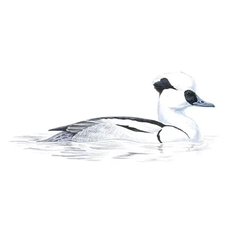 Smew Male