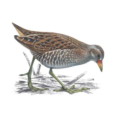 Spotted Crake Adult