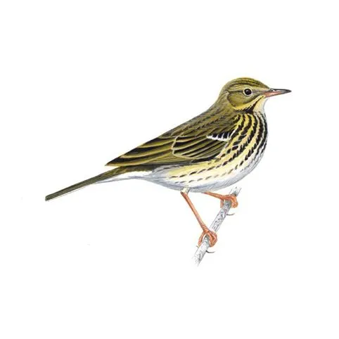 Tree Pipit