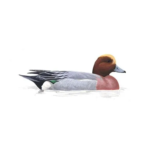 Wigeon Male