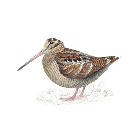 Woodcock
