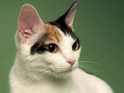 Japanese Bobtail