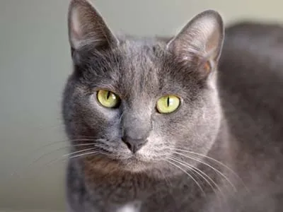 Korat