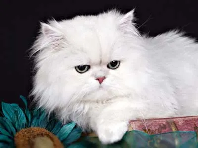 Persian