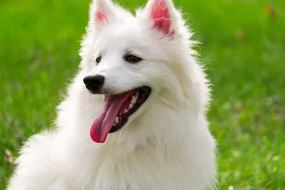 American Eskimo Dog