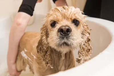 American Water Spaniel