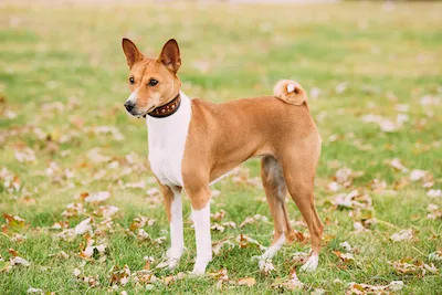 Basenji