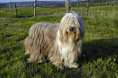 Bearded Collie