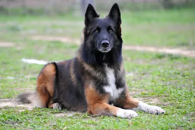 Belgian Sheepdog