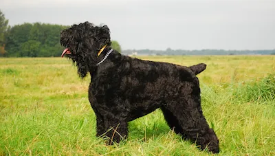 Black Russian Terrier