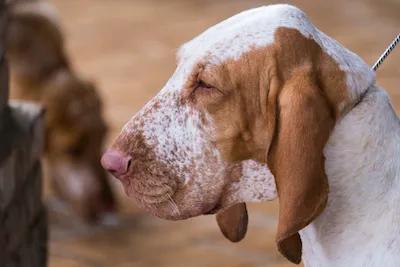 Bracco Italiano