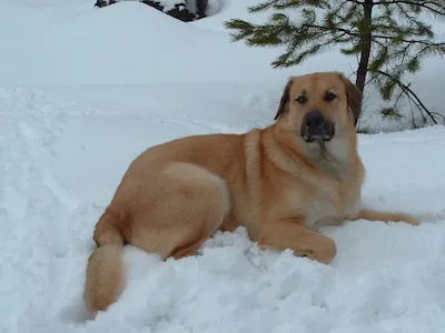 Chinook
