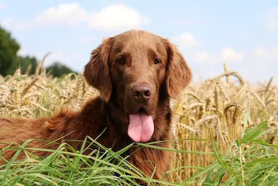 Flat Coated Retriever