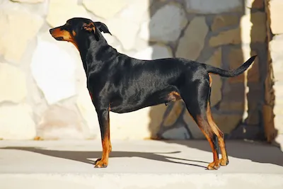 German Pinscher