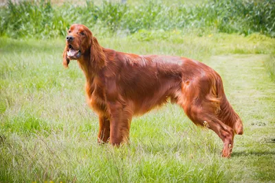 Irish Setter