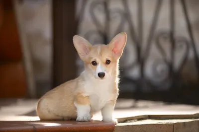Pembroke Welsh Corgi