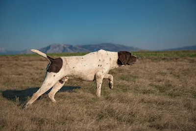 Pointer