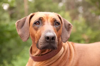 Rhodesian Ridgeback