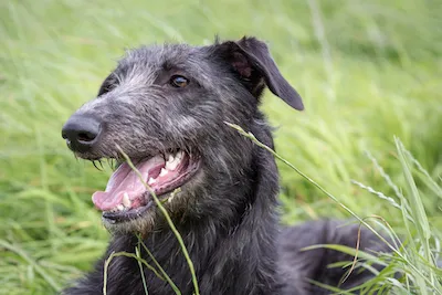 Scottish Deerhound