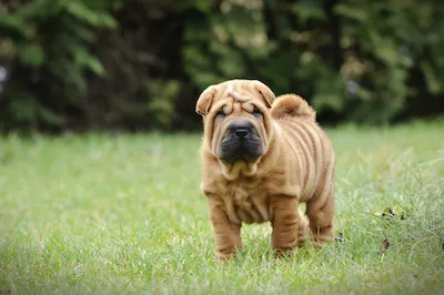 Shar Pei