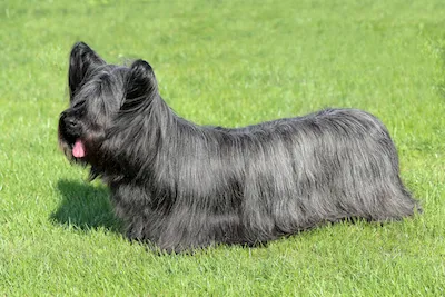 Skye Terrier