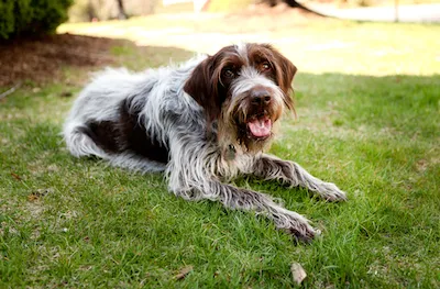 Wirehaired Pointing Griffon