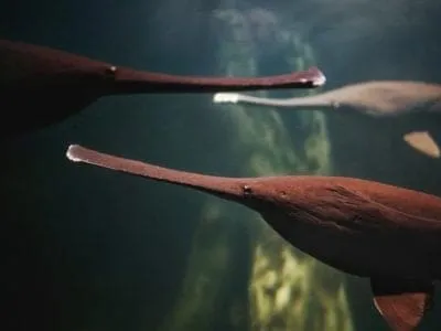 American Paddlefish