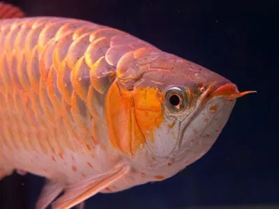 Asian Arowana