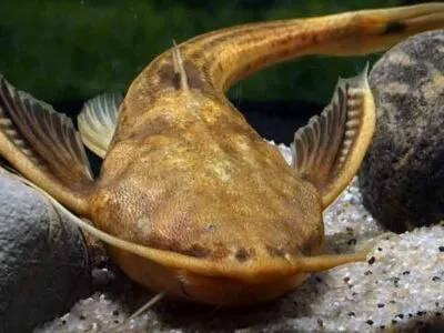 Banjo Catfish