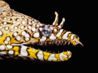 Dragon Eel