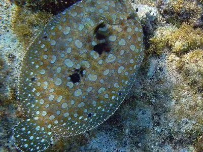 Flounder