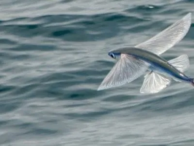 Flying Fish