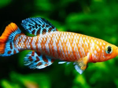 Killifish