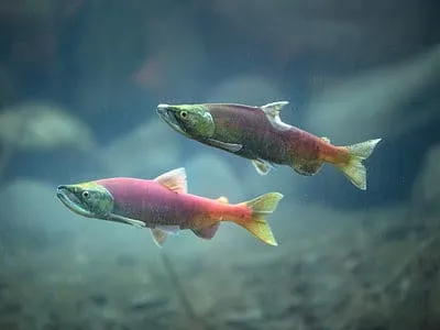 Kokanee Salmon