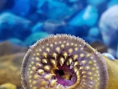 Lamprey