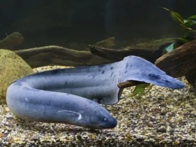 Lungfish