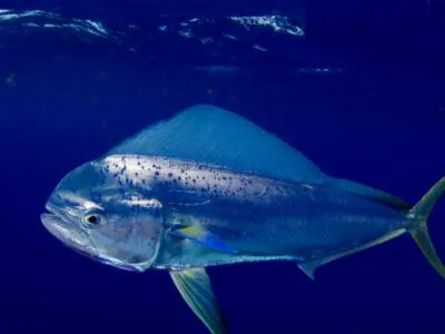 Mahi Mahi (Dolphin Fish)