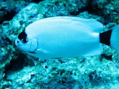 Masked Angelfish