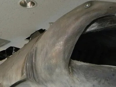 Megamouth Shark