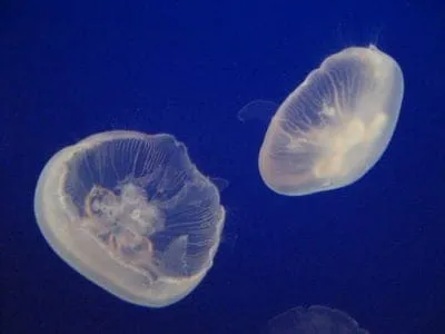 Moon Jellyfish