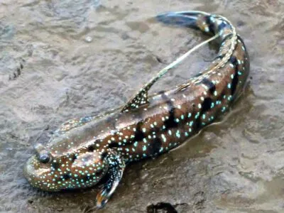 Mudskipper