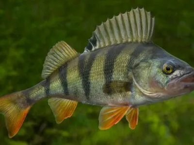 Perch Fish