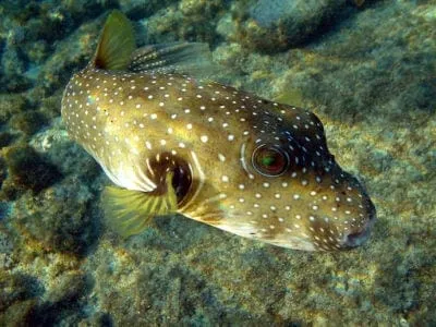 Pufferfish