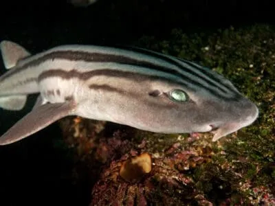 Pyjama Shark