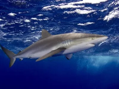 Silky Shark