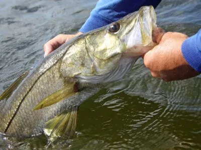 Snook Fish
