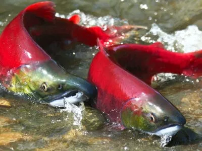 Sockeye Salmon