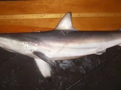 Spinner Shark