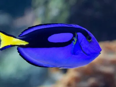 Surgeonfish
