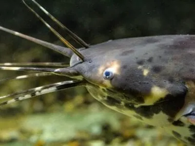 Walking Catfish